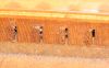 Filename=59_blond_laminations.jpg
Filesize=429KiB
Dimensions=764x480
Date added=Jun 13, 2008 59_blond_laminations.jpg