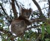Filename=koala.jpg
Filesize=160KiB
Dimensions=470x390
Date added=Feb 26, 2008 koala.jpg
