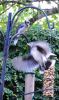 Filename=Bluejays_(2)_043.JPG
Filesize=465KiB
Dimensions=1060x1772
Date added=Jun 06, 2008 Bluejays_(2)_043.JPG