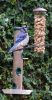 Filename=Bluejays_(2)_053.JPG
Filesize=390KiB
Dimensions=910x1730
Date added=Jun 06, 2008 Bluejays_(2)_053.JPG