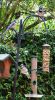 Filename=Bluejays_(2)_056.JPG
Filesize=602KiB
Dimensions=1047x1873
Date added=Jun 06, 2008 Bluejays_(2)_056.JPG