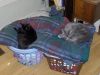 Filename=sleepycats2.jpg
Filesize=83KiB
Dimensions=800x600
Date added=May 30, 2006 sleepycats2.jpg