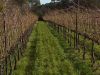Filename=Vineyard-Behind-Inn.jpg
Filesize=102KiB
Dimensions=528x400
Date added=Mar 27, 2008 Vineyard-Behind-Inn.jpg