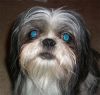 Filename=pogo-blue-eyes.jpg
Filesize=82KiB
Dimensions=571x546
Date added=Nov 06, 2007 pogo-blue-eyes.jpg