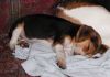 Filename=Kirby.jpg
Filesize=51KiB
Dimensions=600x422
Date added=Nov 22, 2006 Kirby.jpg