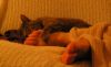 Filename=Lacey2.jpg
Filesize=20KiB
Dimensions=437x269
Date added=Jun 27, 2009 Lacey2.jpg